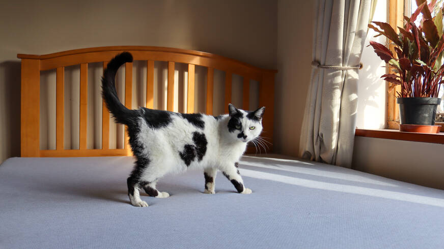 kitty walking on zoma mattress